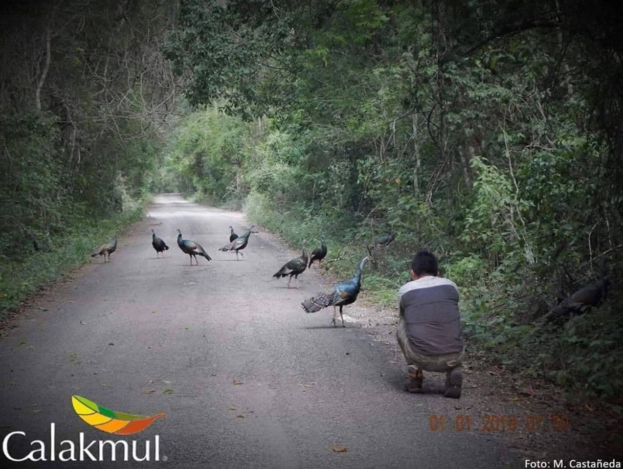 Lugar Reserva de la Biosfera Calakmul