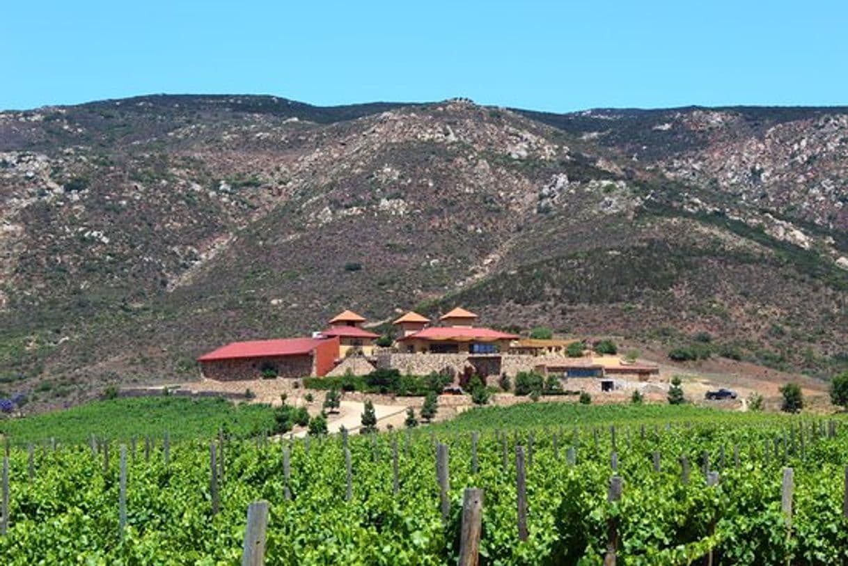 Restaurants Las Nubes, Bodegas y Viñedos