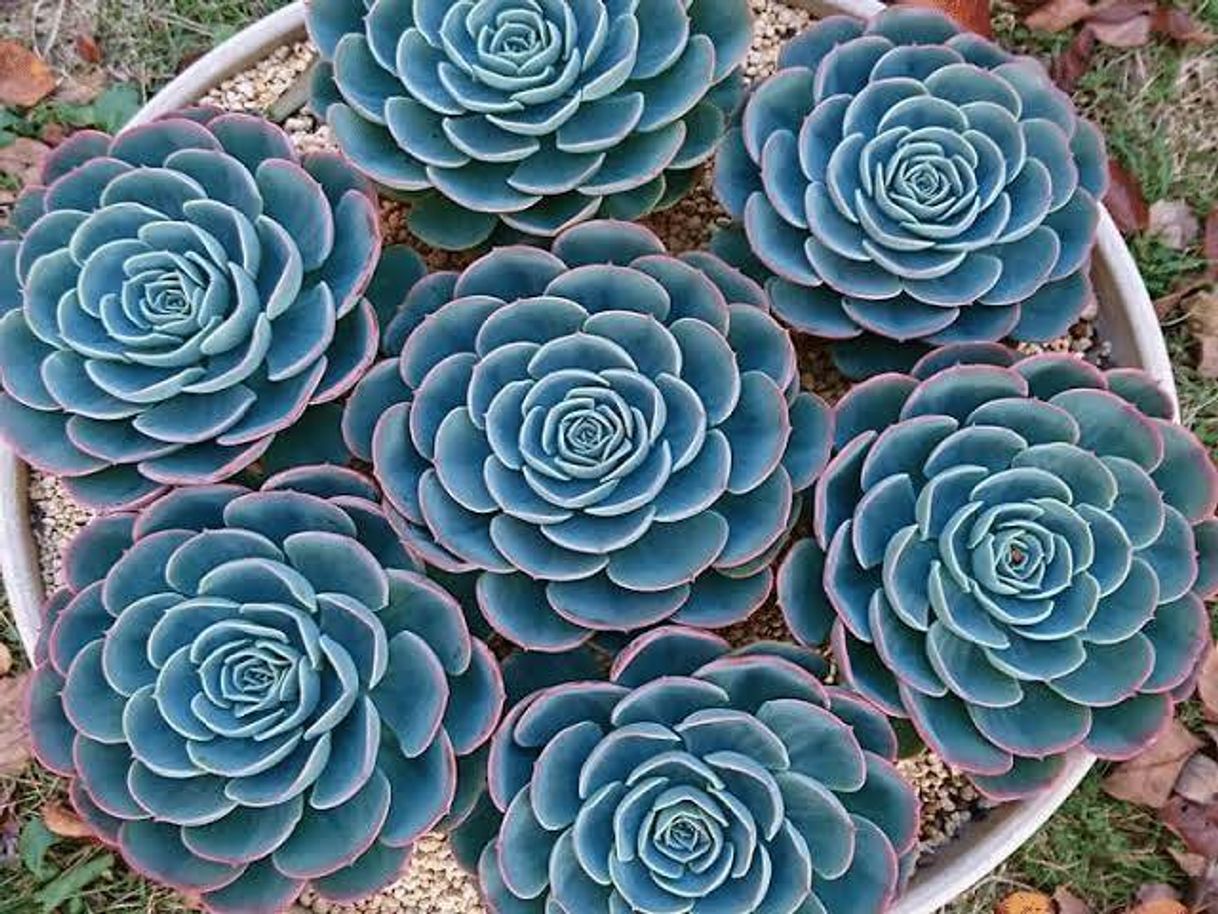 Fashion 7 tipos de Echeveria y sus cuidados