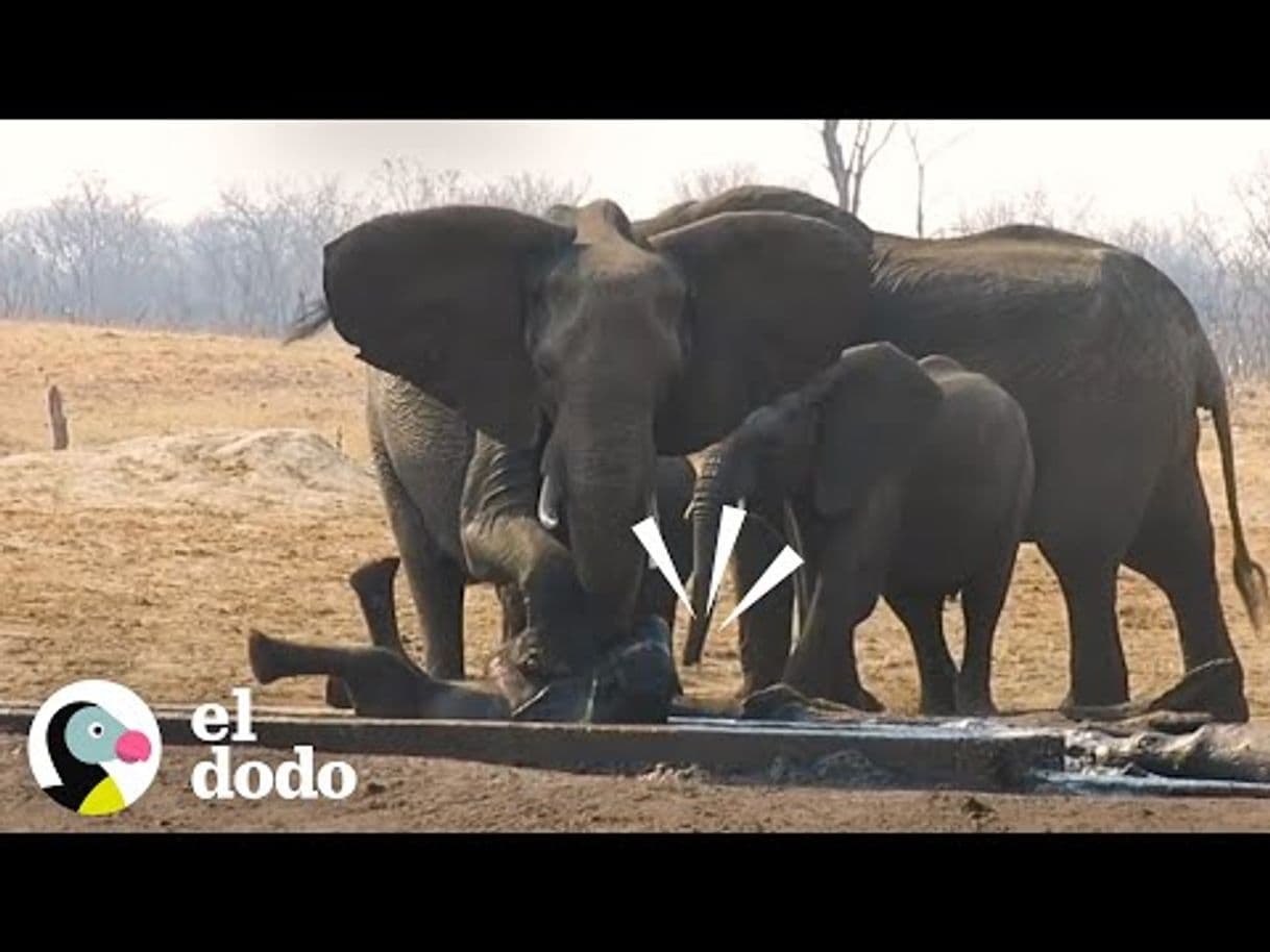 Fashion Manada de elefantes mantiene a leones lejos de su bebé - 