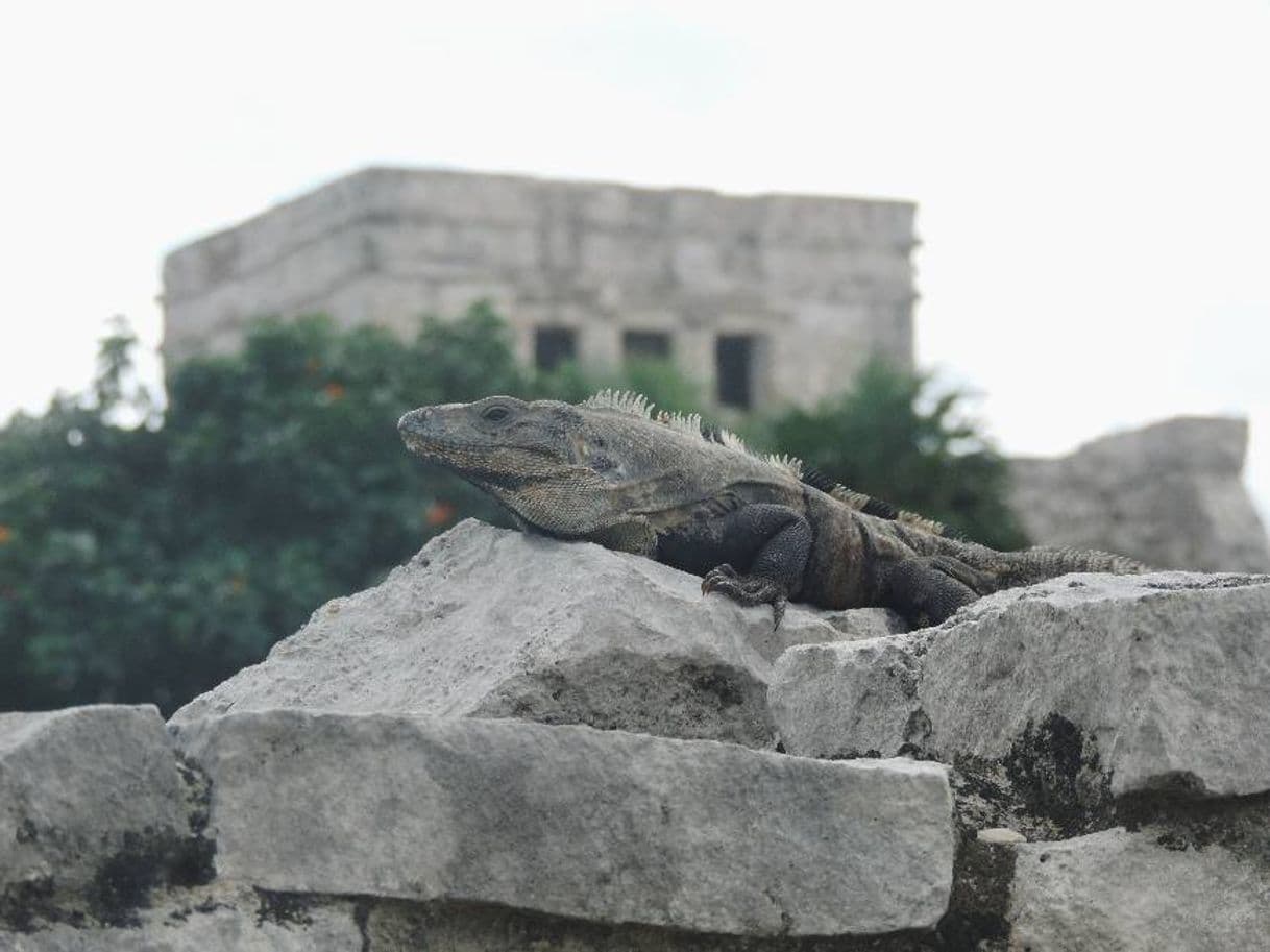 Lugar Parque Nacional Tulum