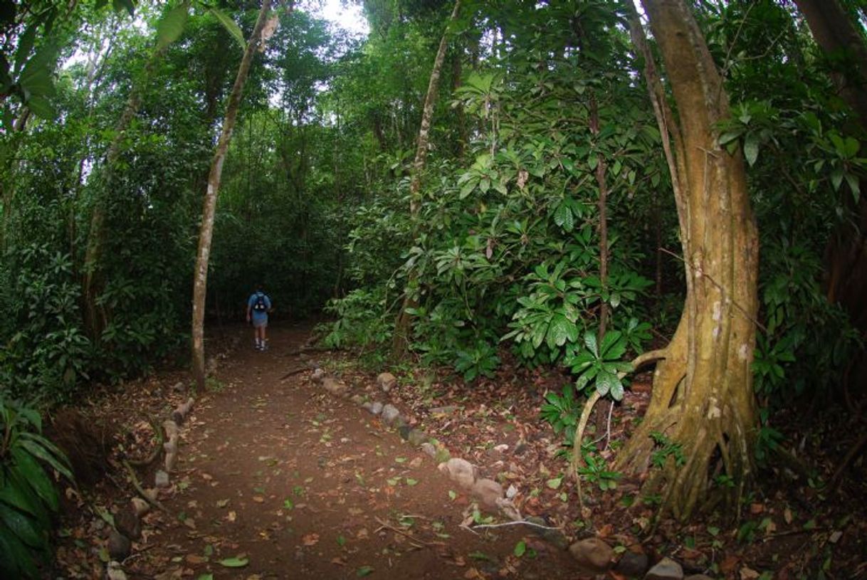 Lugar Parque Nacional Carara