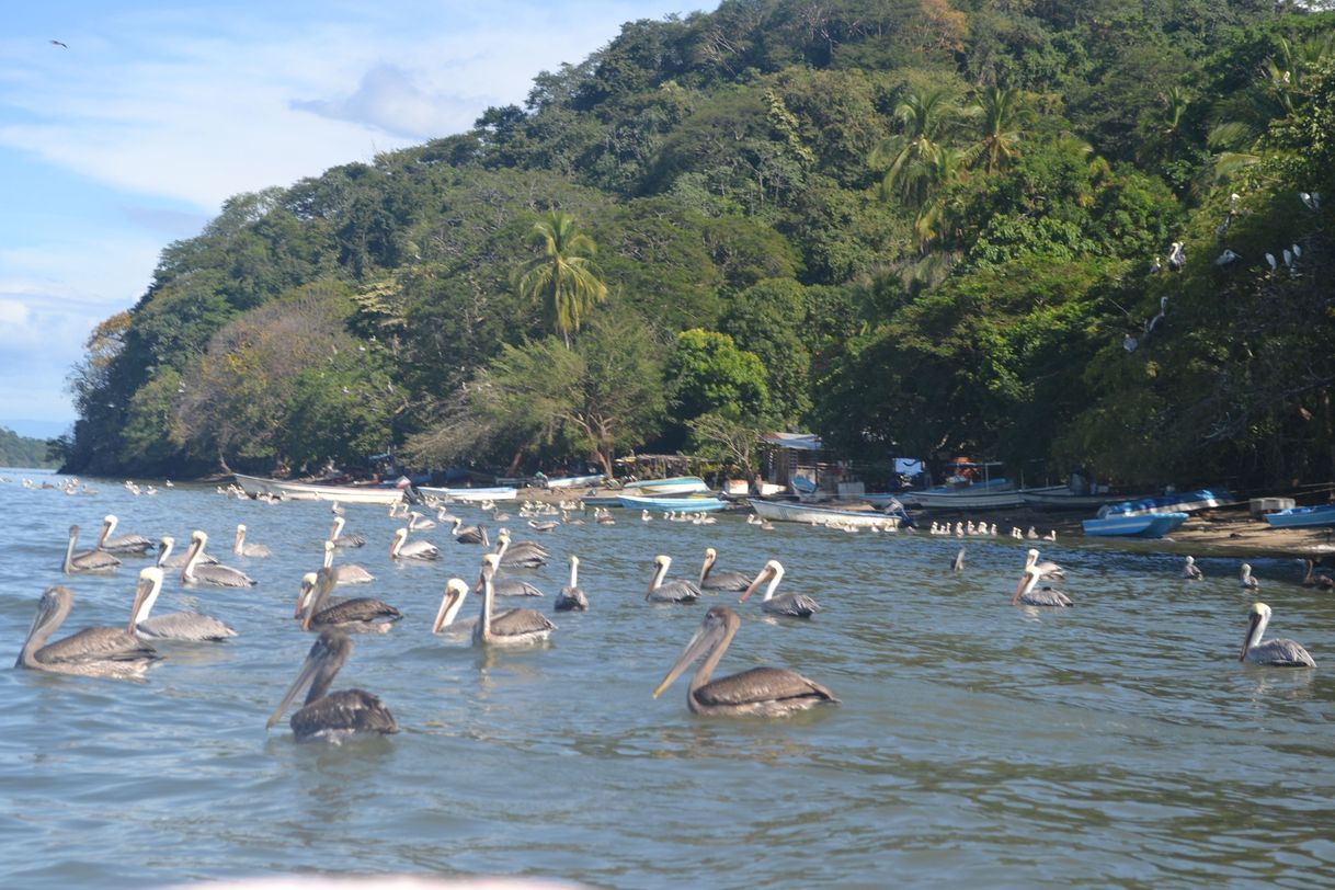 Lugar Isla Venado