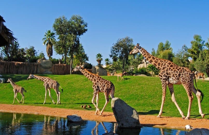 Lugar Bioparc Valencia