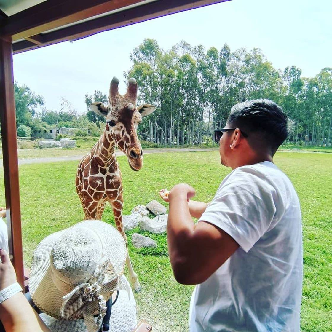 Lugar Zoológico Guadalajara