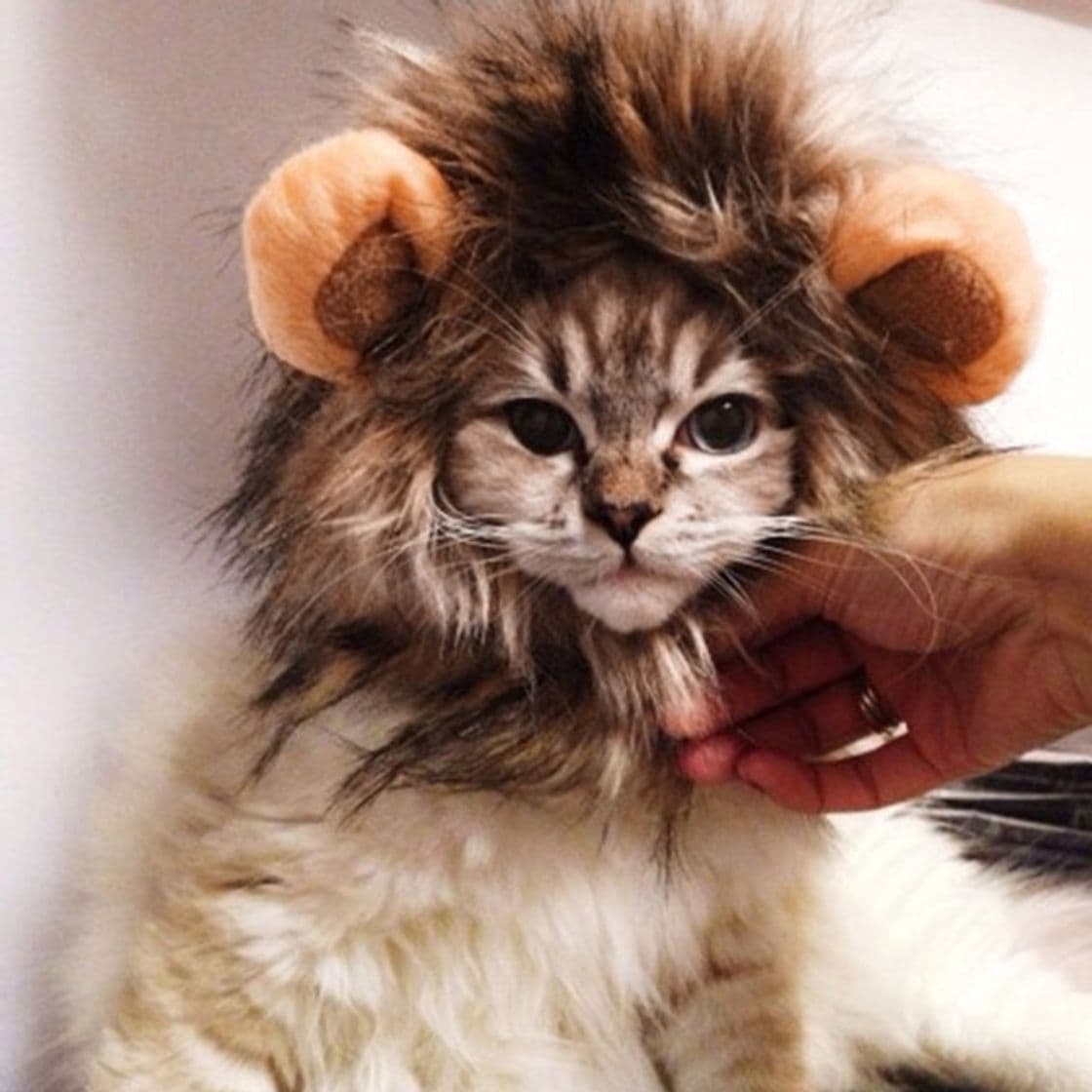 Fashion Disfraz de León para tu gato 🐱🦁