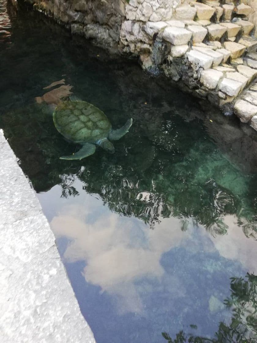 Place Acuario Xcaret