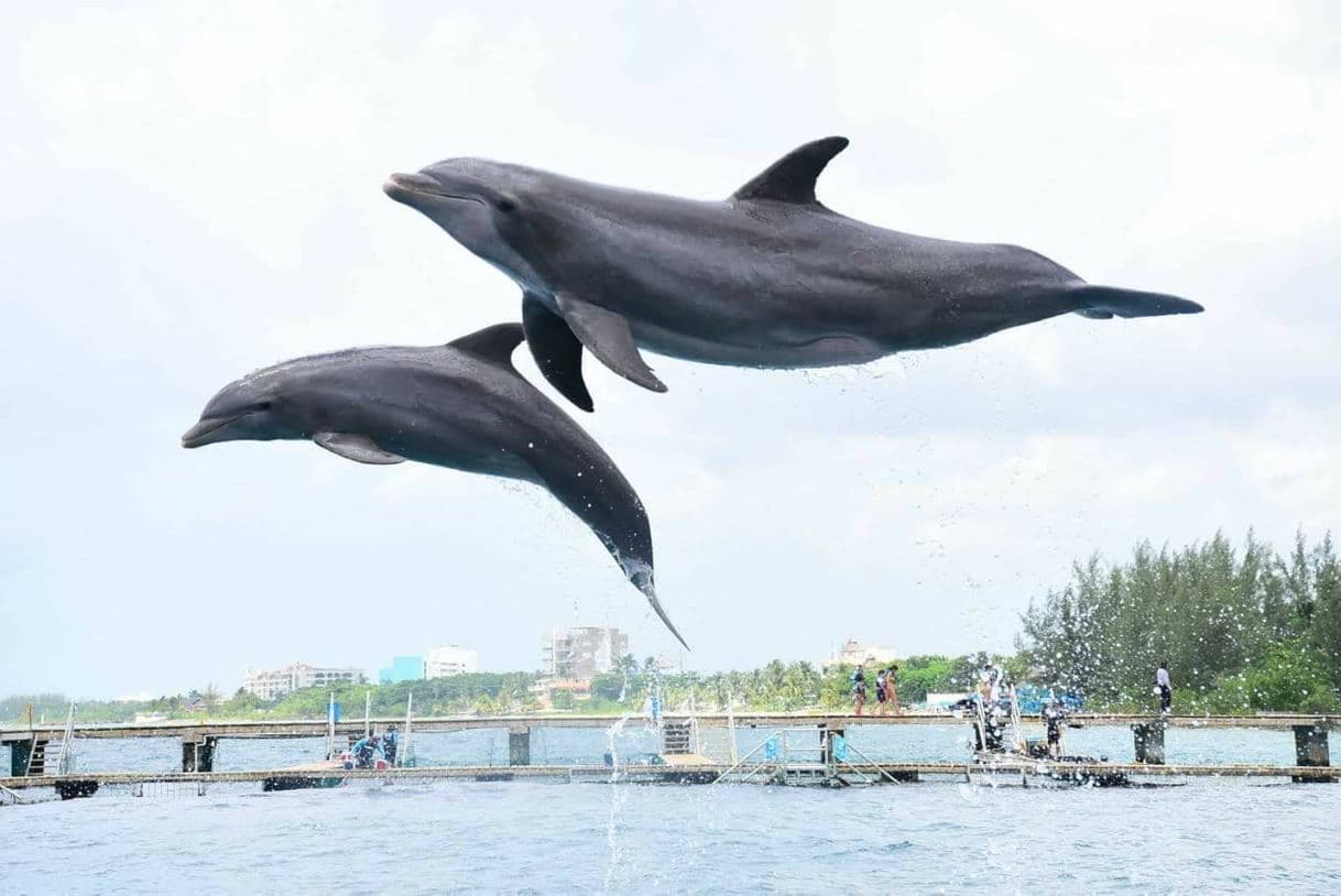 Lugar Chankanaab Beach Adventure Park