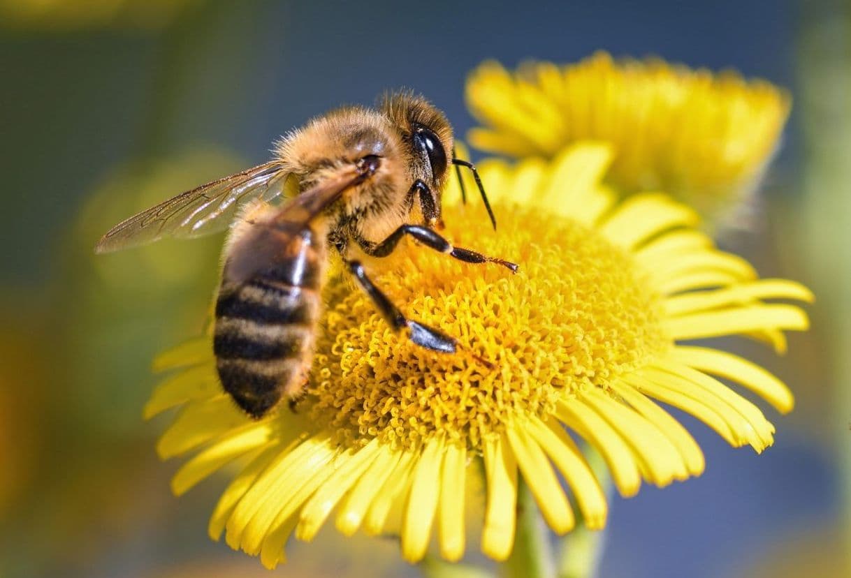 Moda Abejas y la miel 