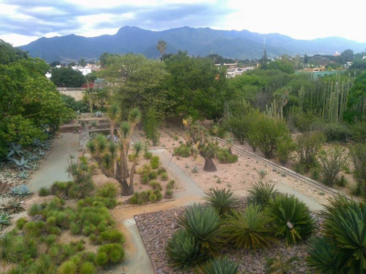 Place Jardín Etnobotánico de Oaxaca