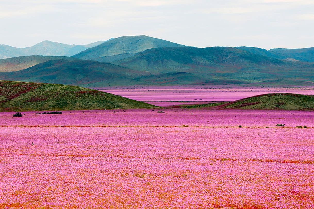 Lugar Desierto Florido