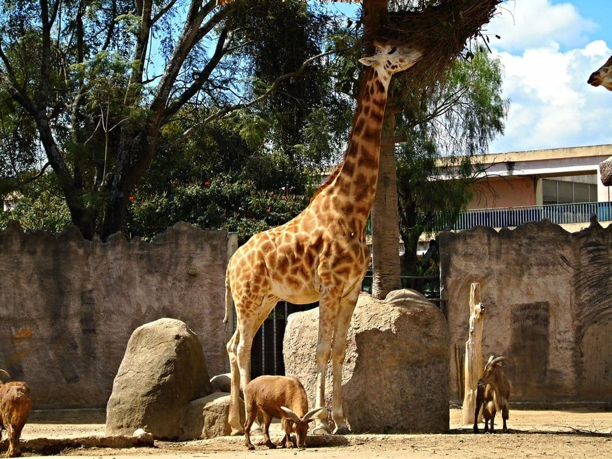 Place Zoológico La Aurora