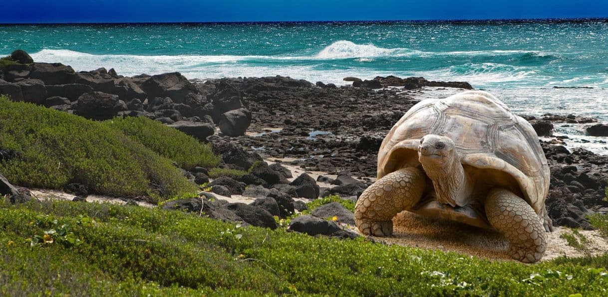 Place Galapagos Islands