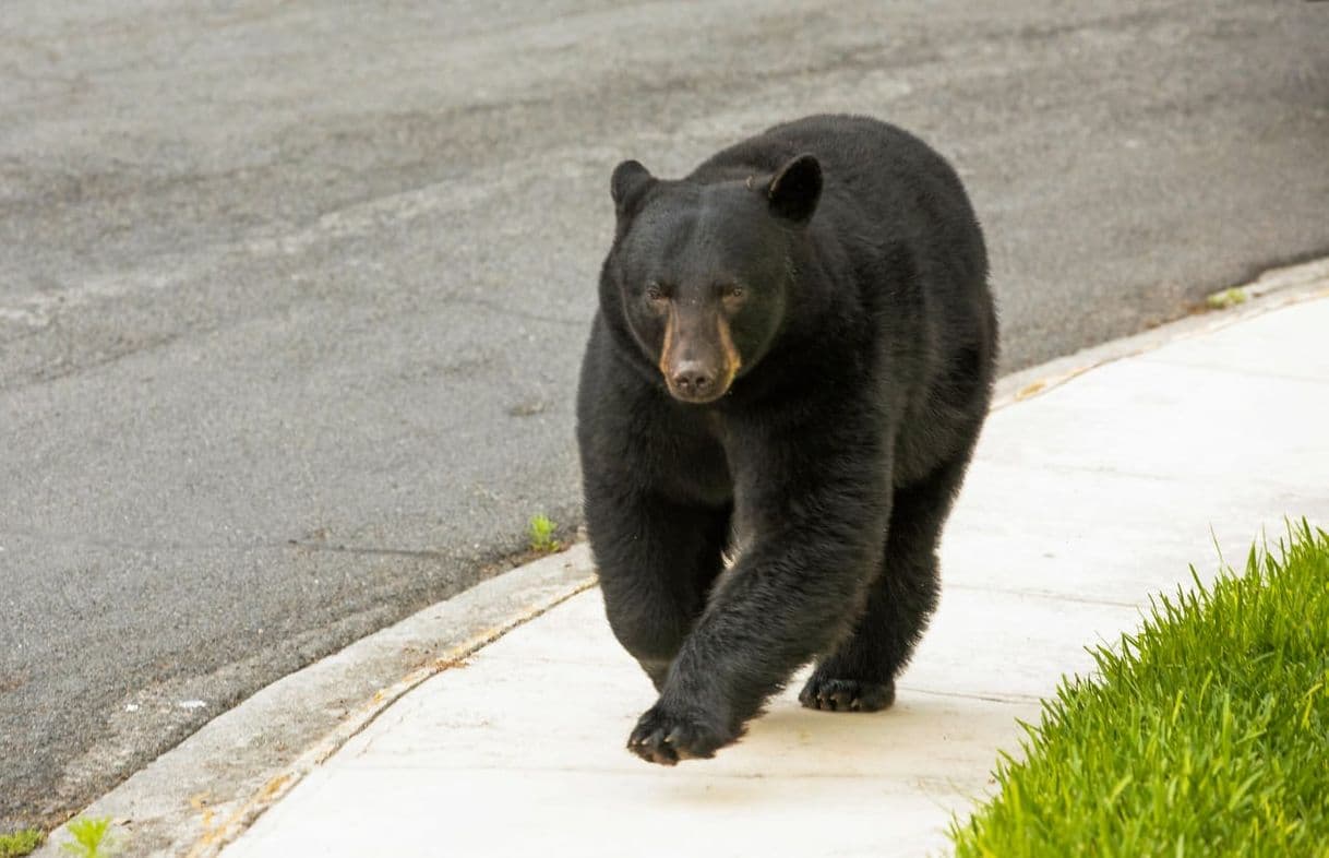 Fashion Osos comienzan a invadir casas en Monterrey (VIDEOS) | México ...