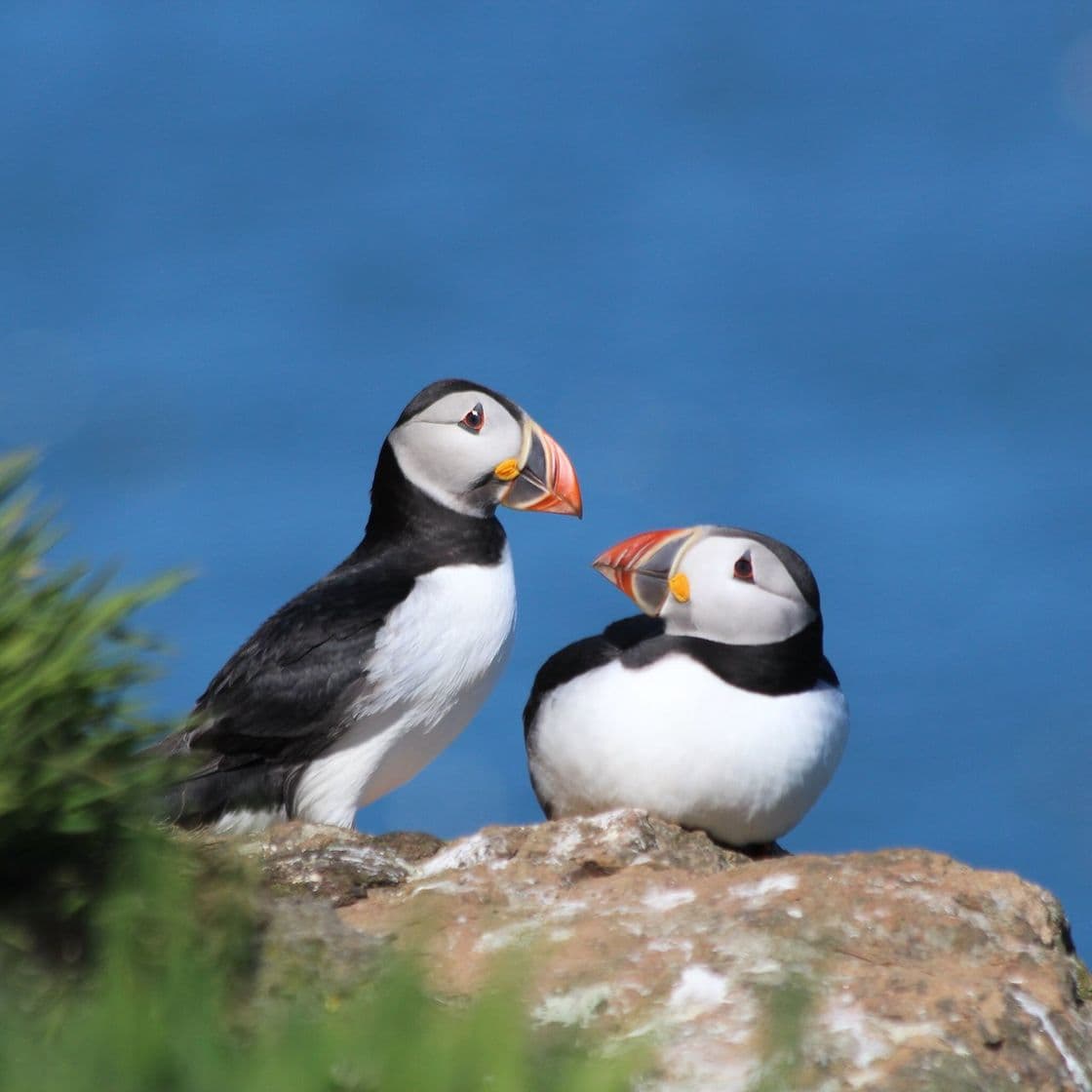 Fashion Puffins at Skomer Island, Gales