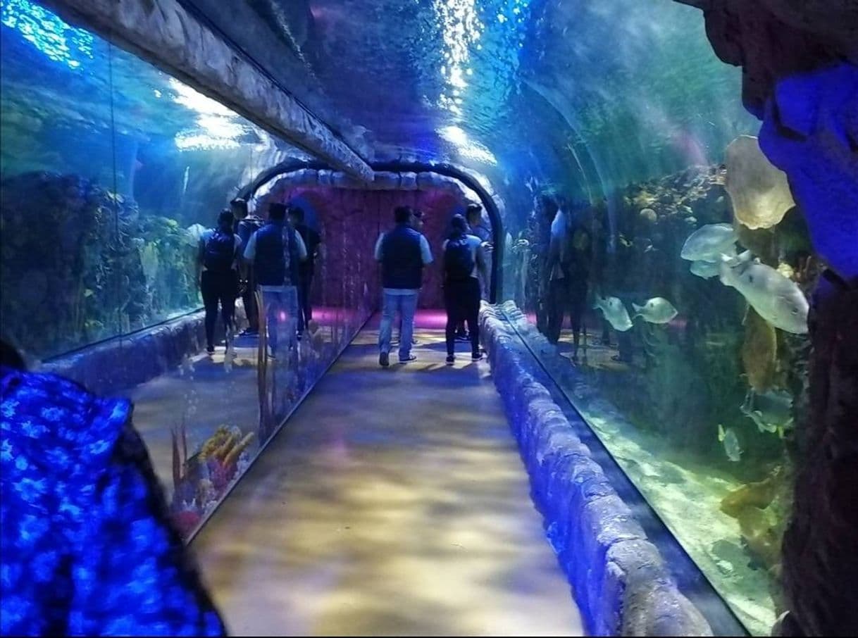 Place Acuario Inbursa