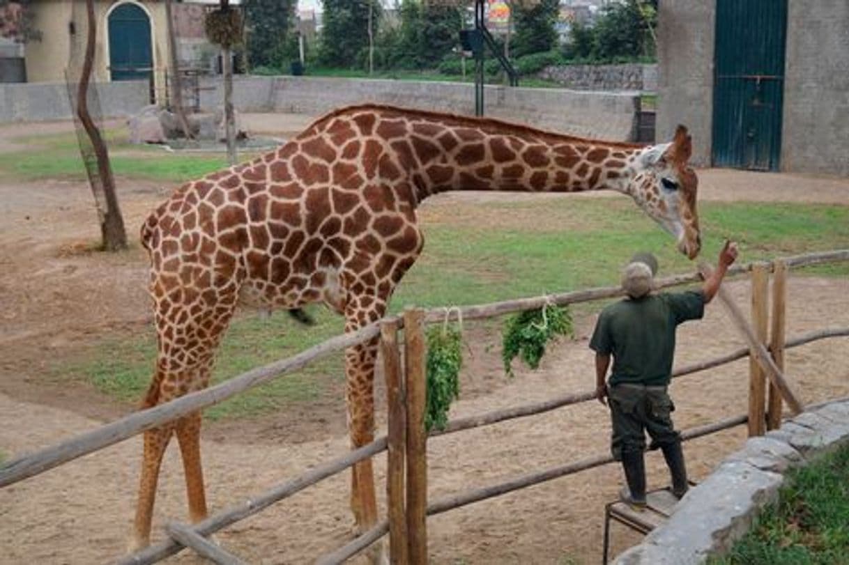 Lugar Parque Zoológico Huachipa