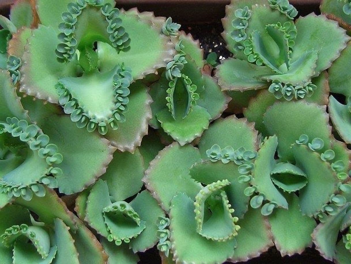 Fashion M. Kalanchoe