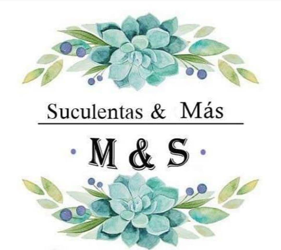 Fashion Suculentas M&S 