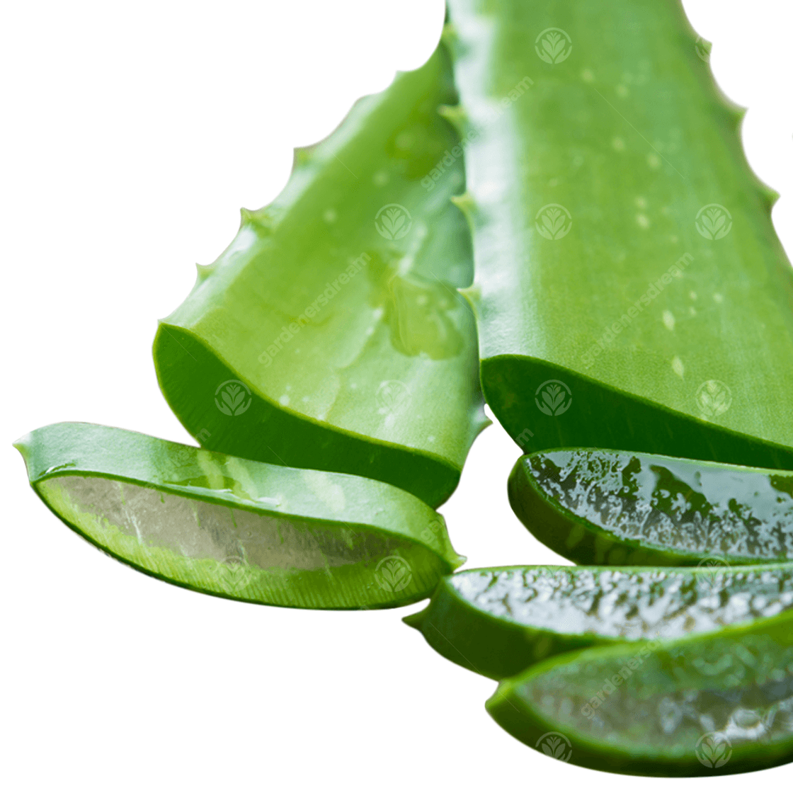 Fashion Aloe vera