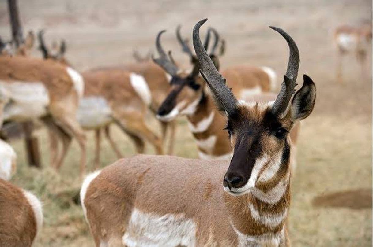 Lugar Reserva de la Biosfera El Vizcaíno