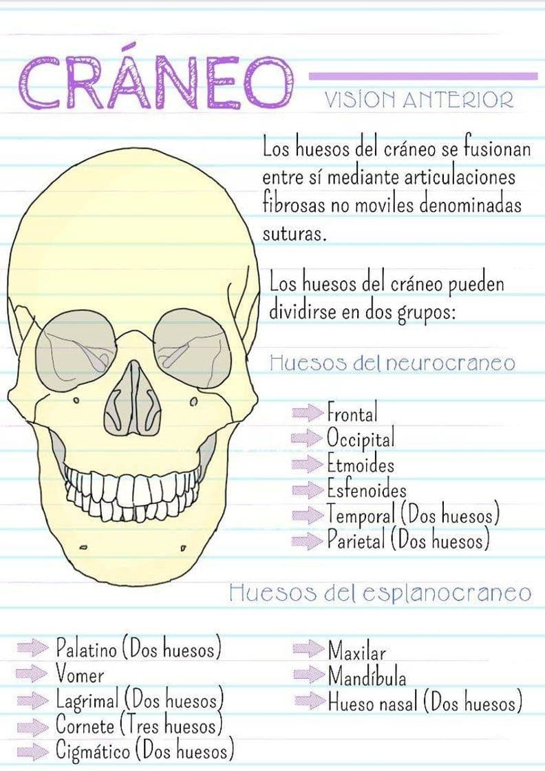 Fashion Cráneo (visión anterior) 💀😻