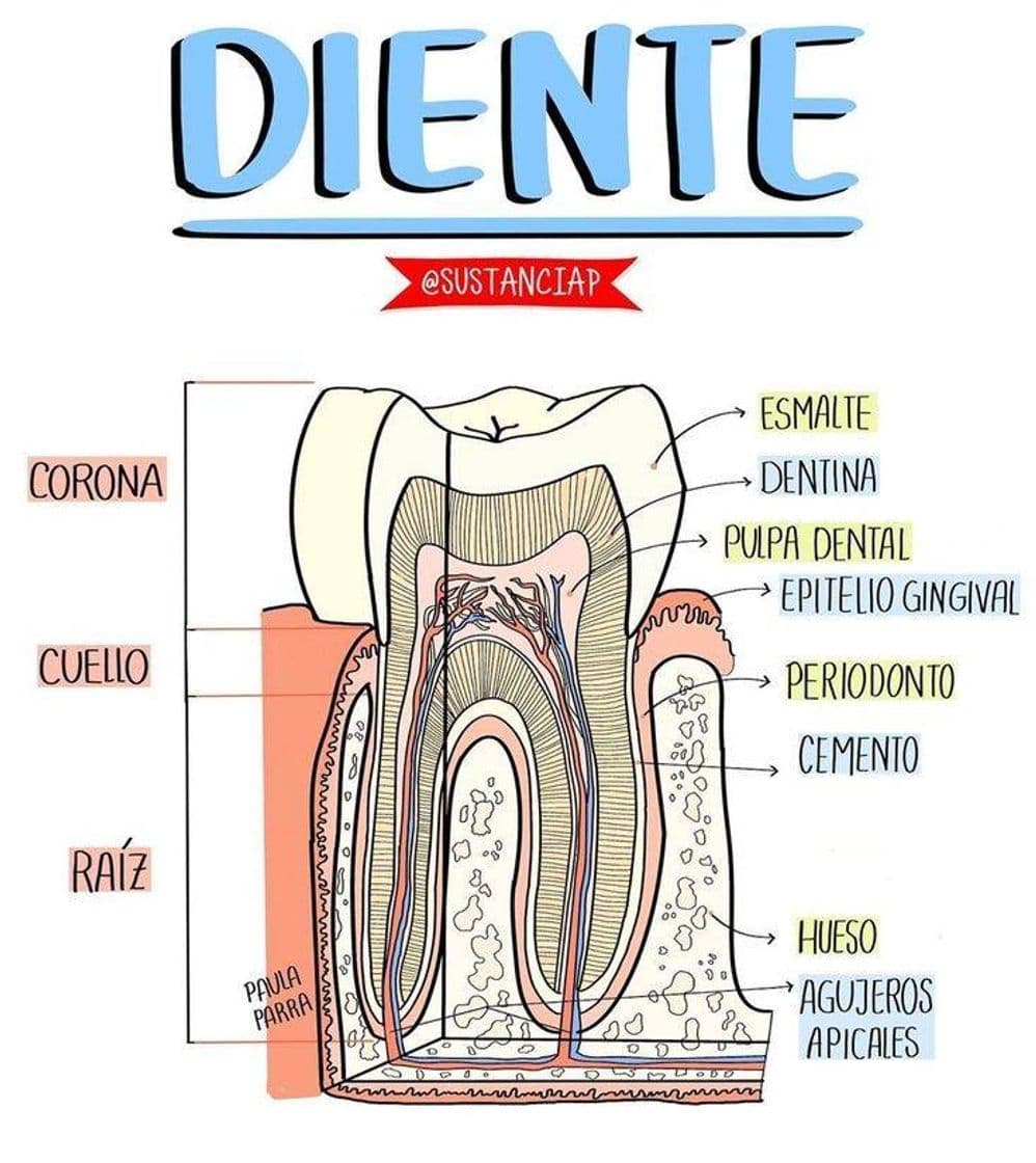 Fashion Dientes🦷🤩