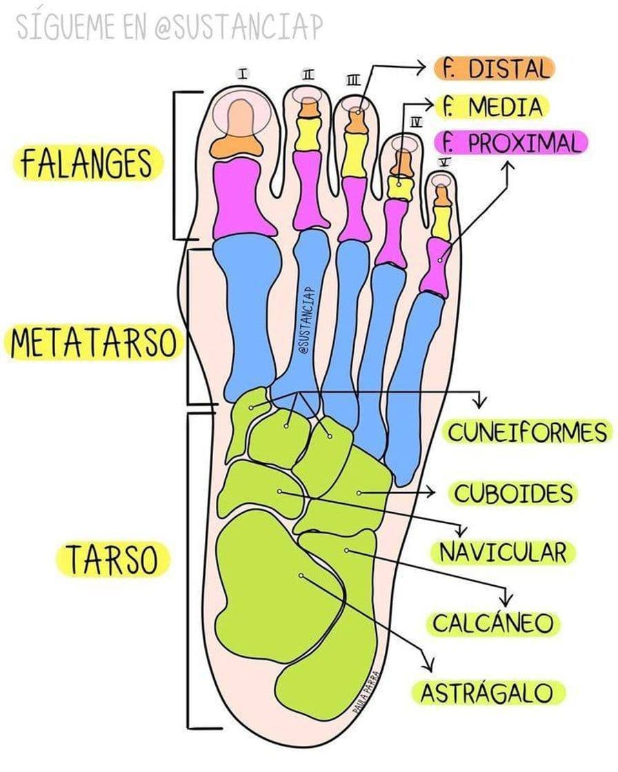 Moda Huesos de los pies 