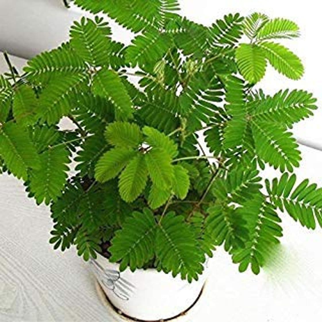 Producto Planta Mimosa Sensitiva