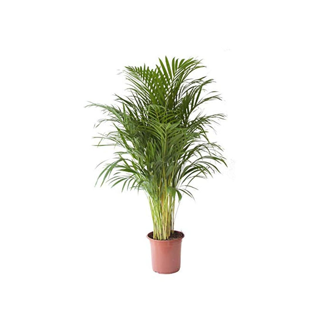 Producto Planta de interior de Botanicly - Palma Areca - Altura