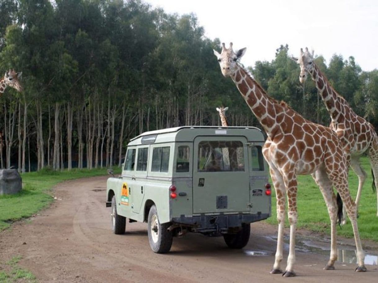 Lugar Zoológico Guadalajara