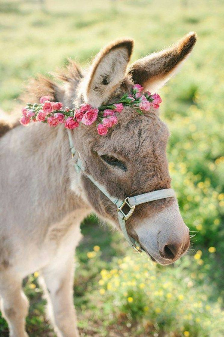 Fashion Burrinha 🌸