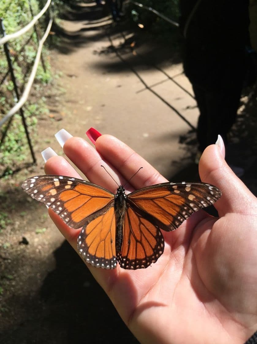 Lugar Santuario de la Mariposa Monarca "El Rosario"