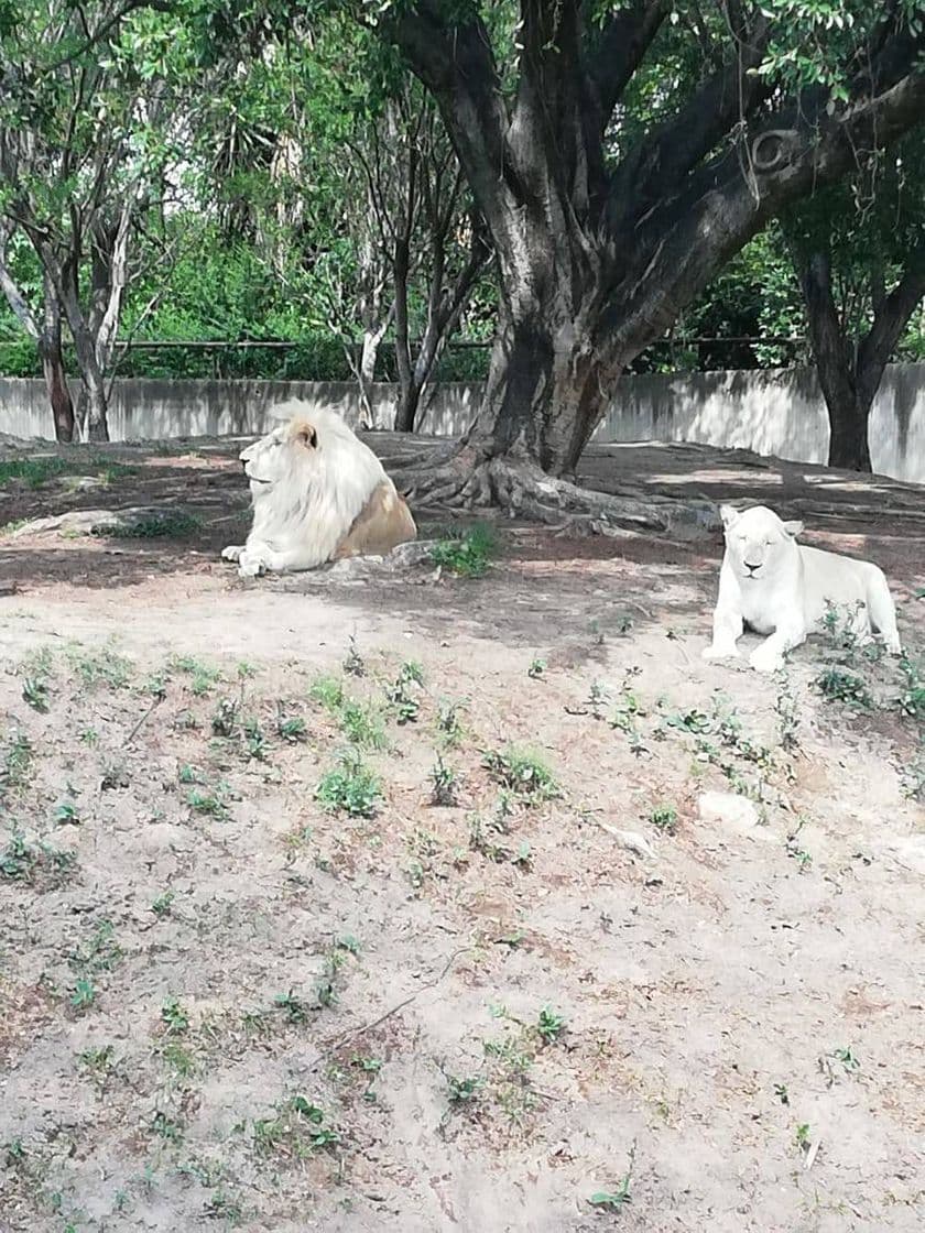 Place Zoológico Guadalajara