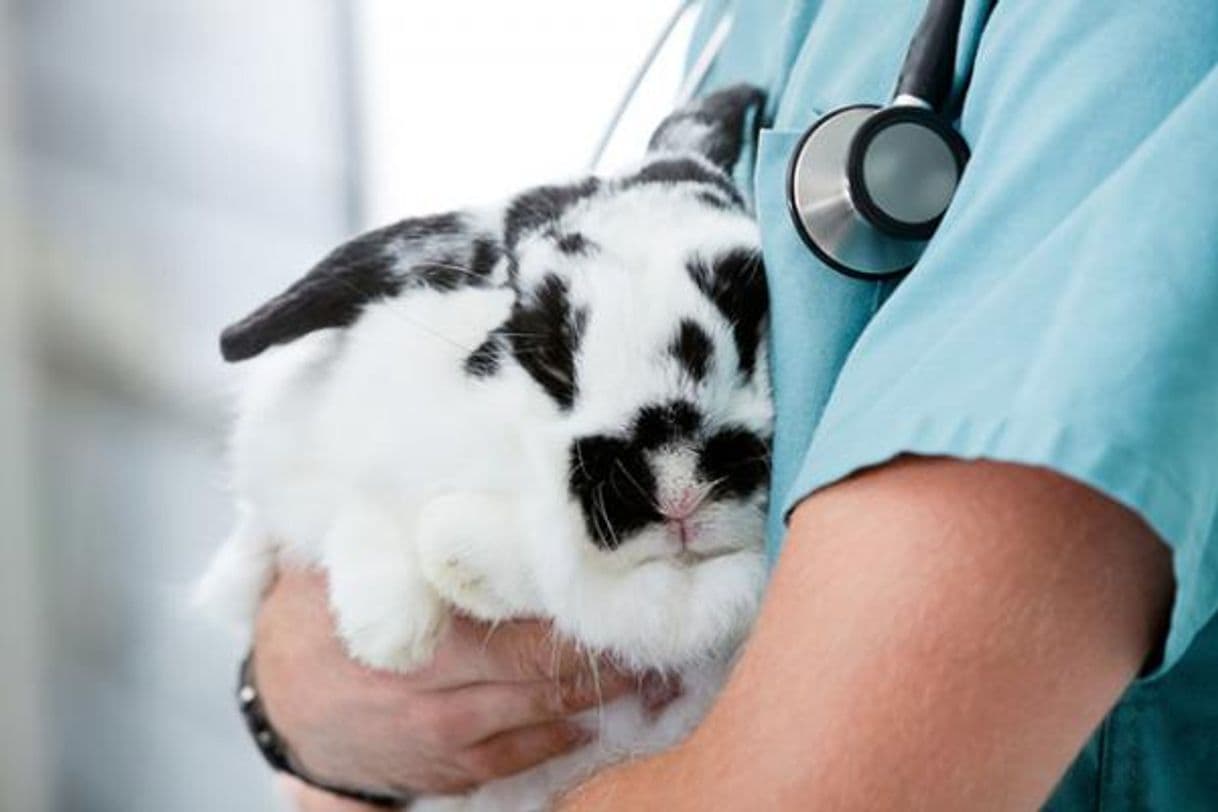 Fashion Esterilización de un conejo 