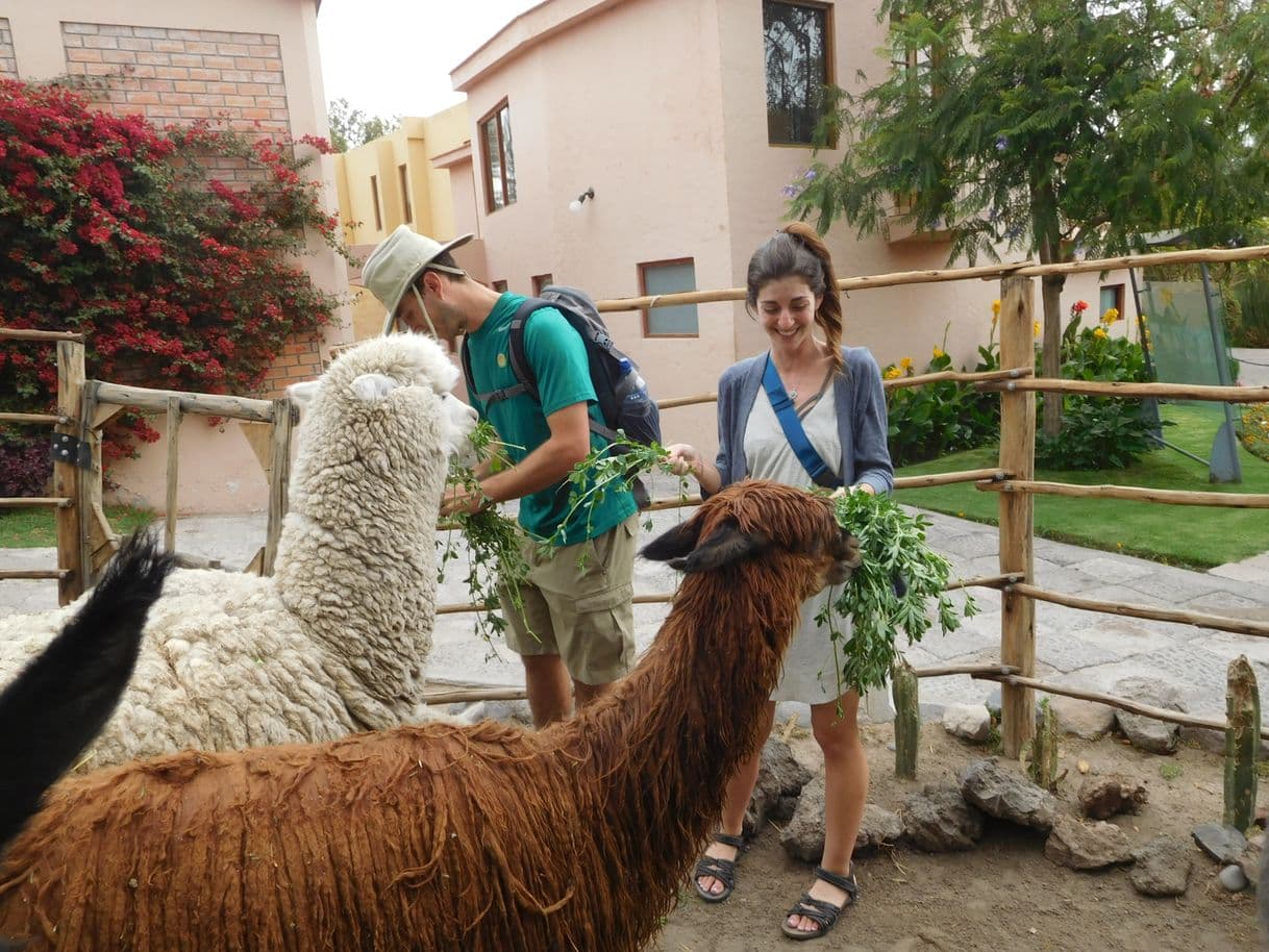 Place Mundo Alpaca