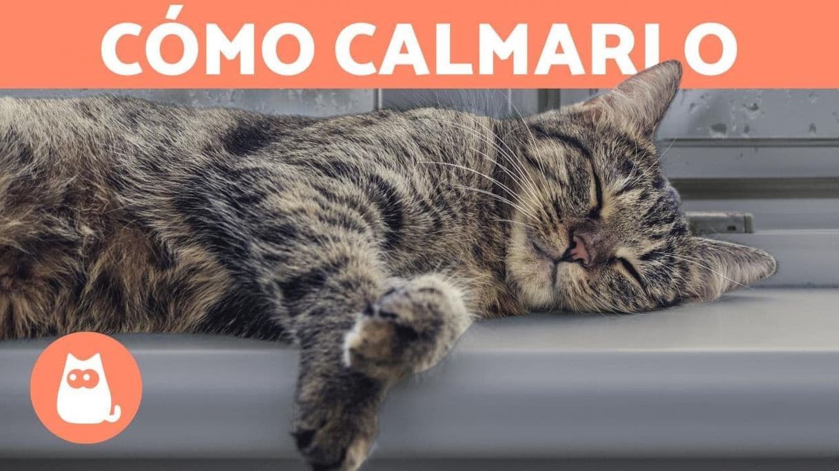 Moda 5 MANERAS de RELAJAR a un GATO - YouTube