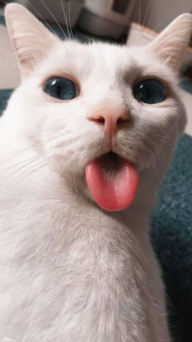 Moda 🐈😛