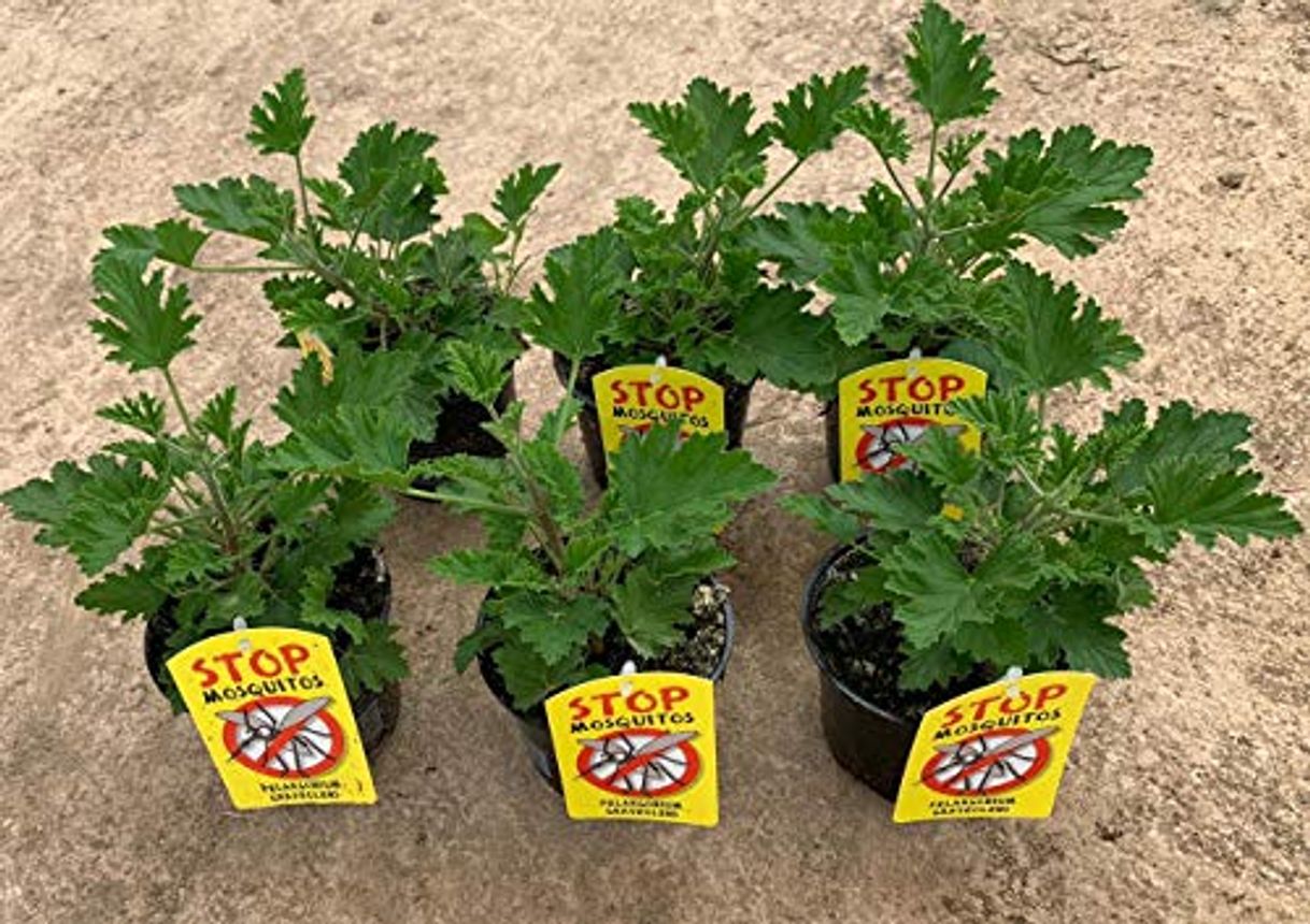 Product Planta Antimosquitos-Citronella-Pack 6 Plantas - Geranio