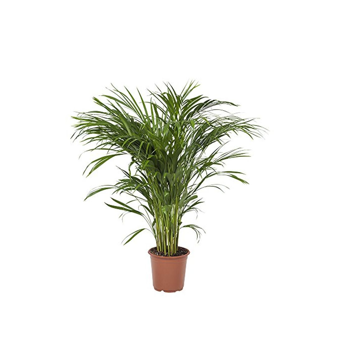 Product Planta de interior de Botanicly – Palma Areca – Altura