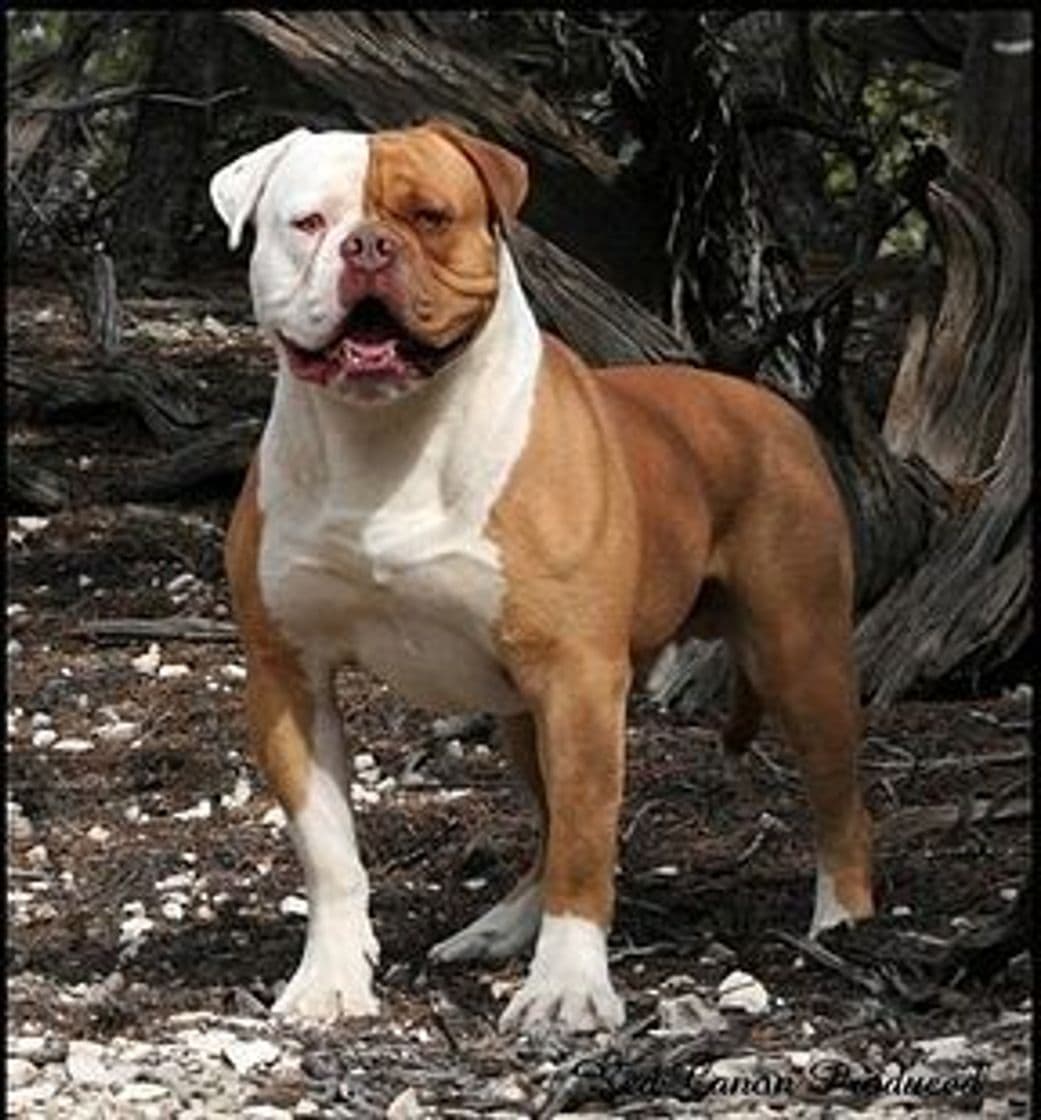 Moda Bulldog americano 