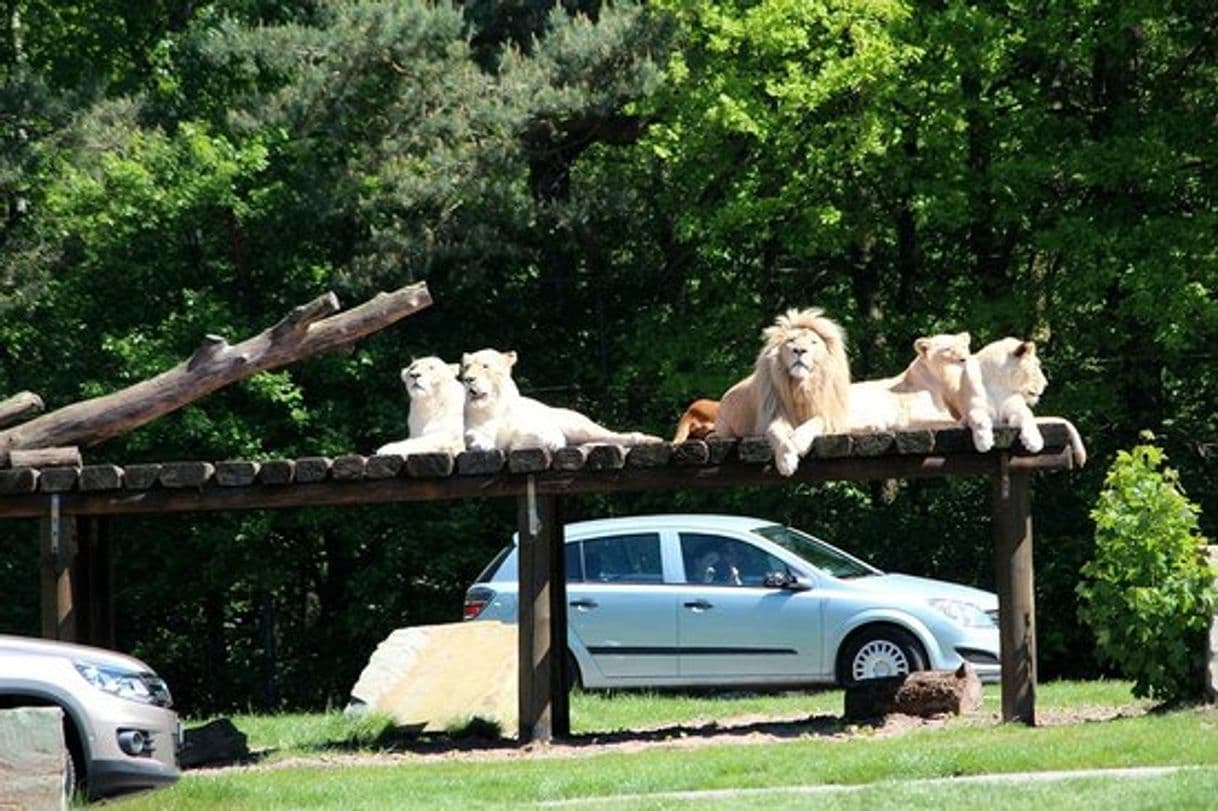 Place Zoo Safaripark Stuckenbrock