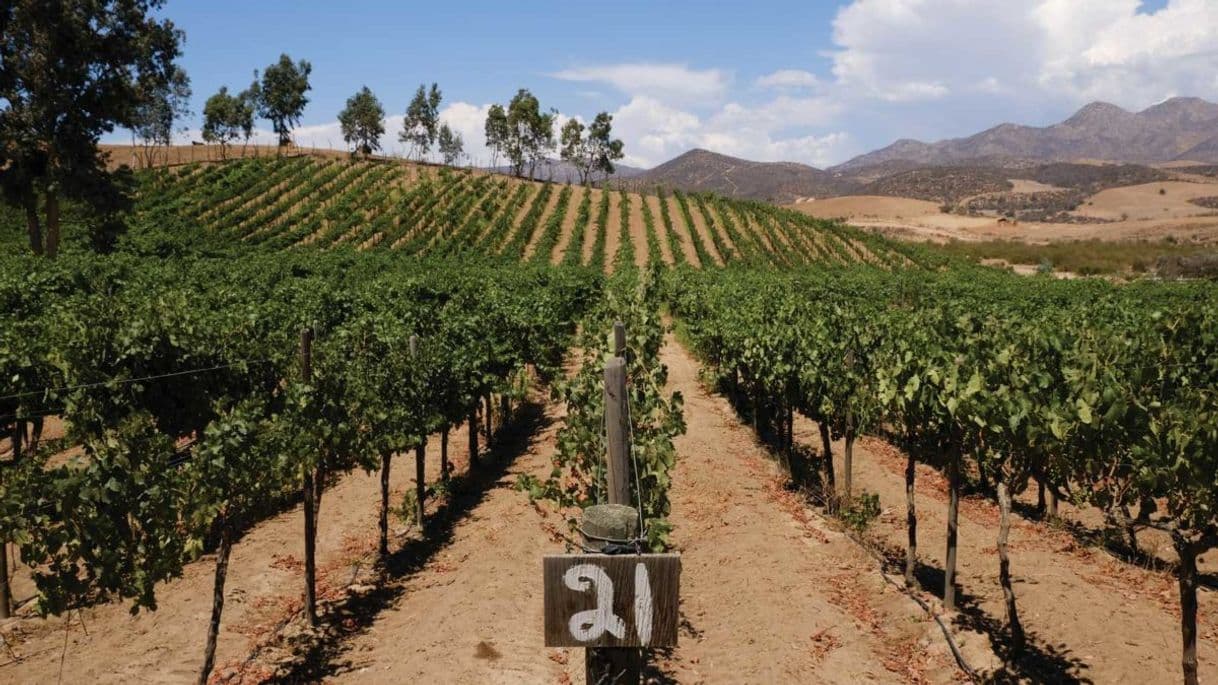 Lugar La Ruta del Vino