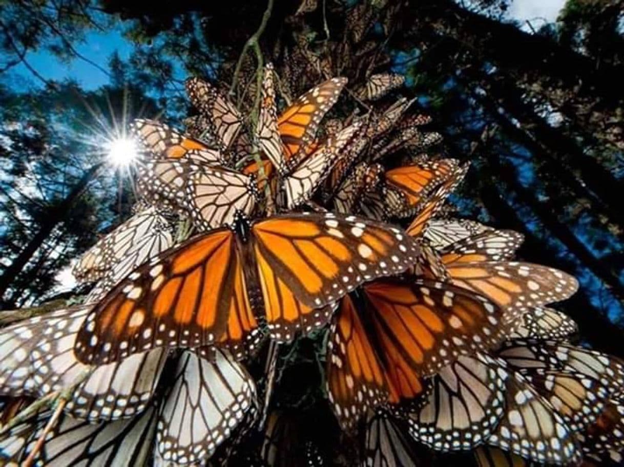 Lugar Reserva de la Biósfera Santuario Mariposa Monarca