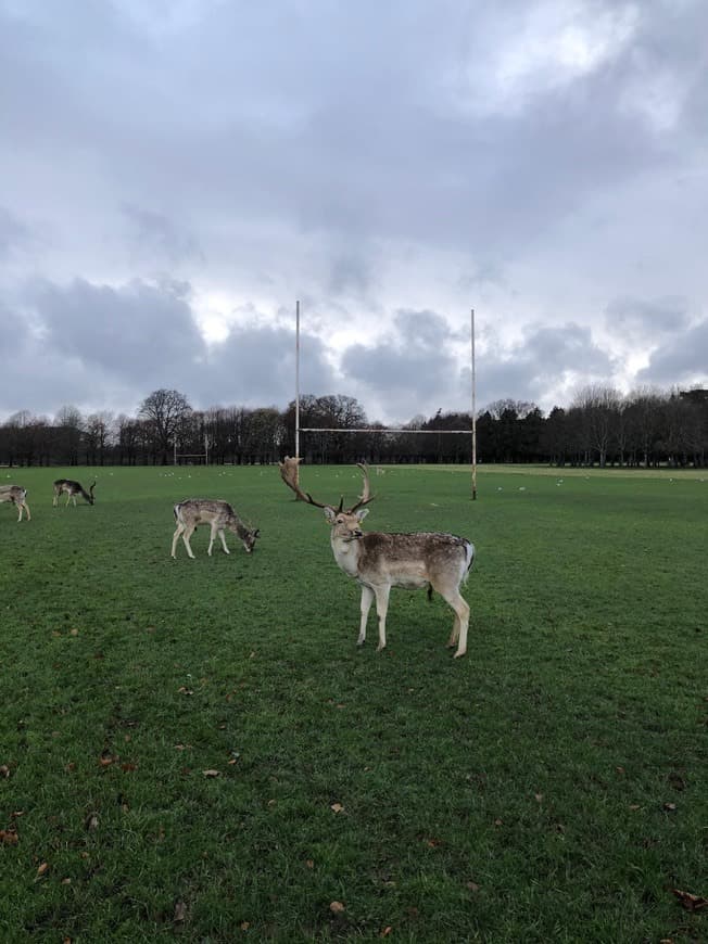 Lugar Phoenix Park