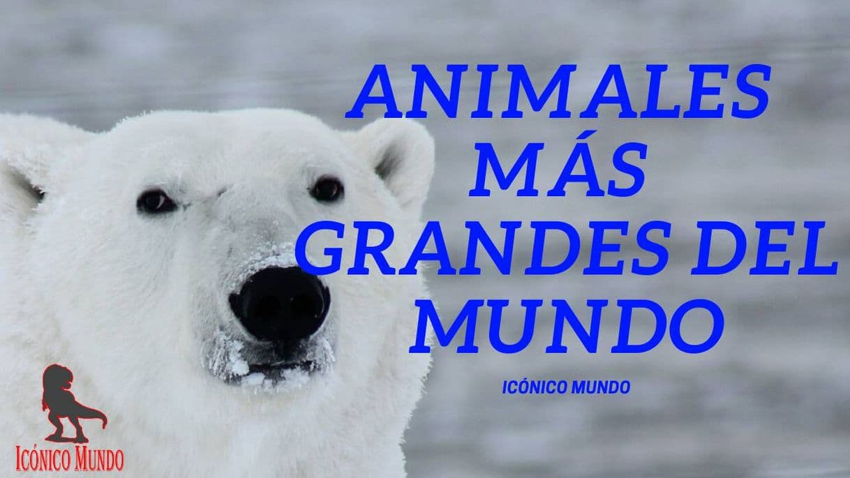 Moda Animales más grandes del mundo 