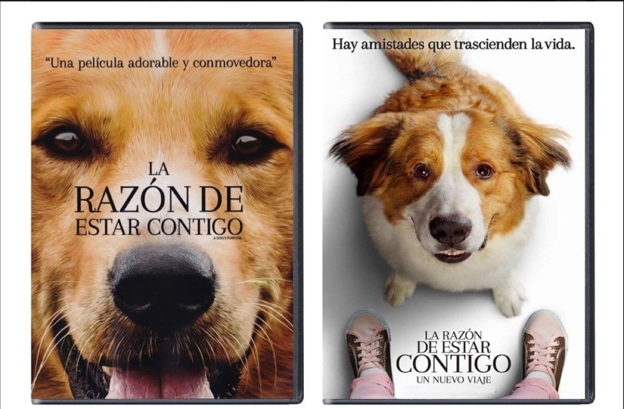 Película A Dog's Purpose