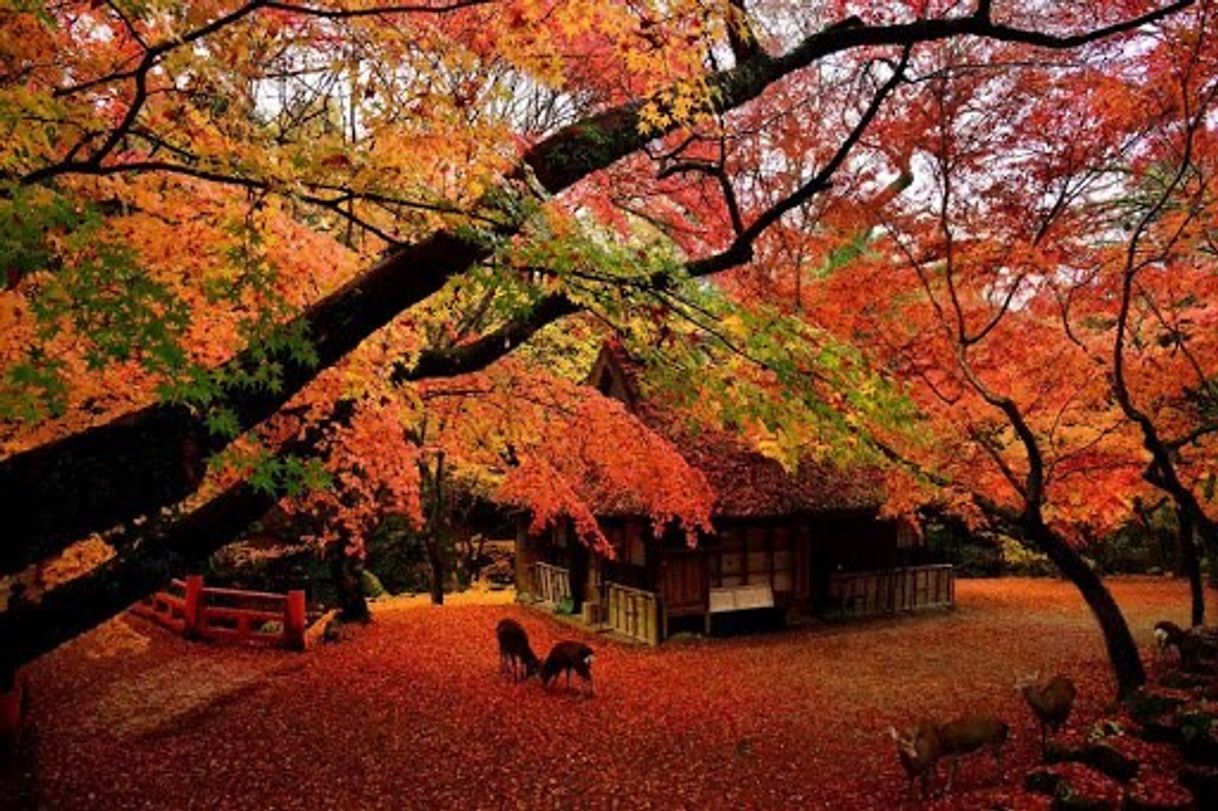 Place Nara Park