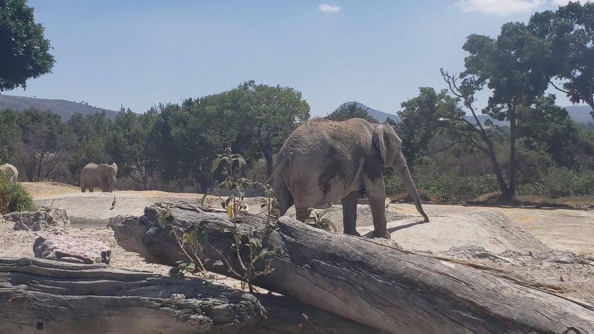 Lugar Africam Safari