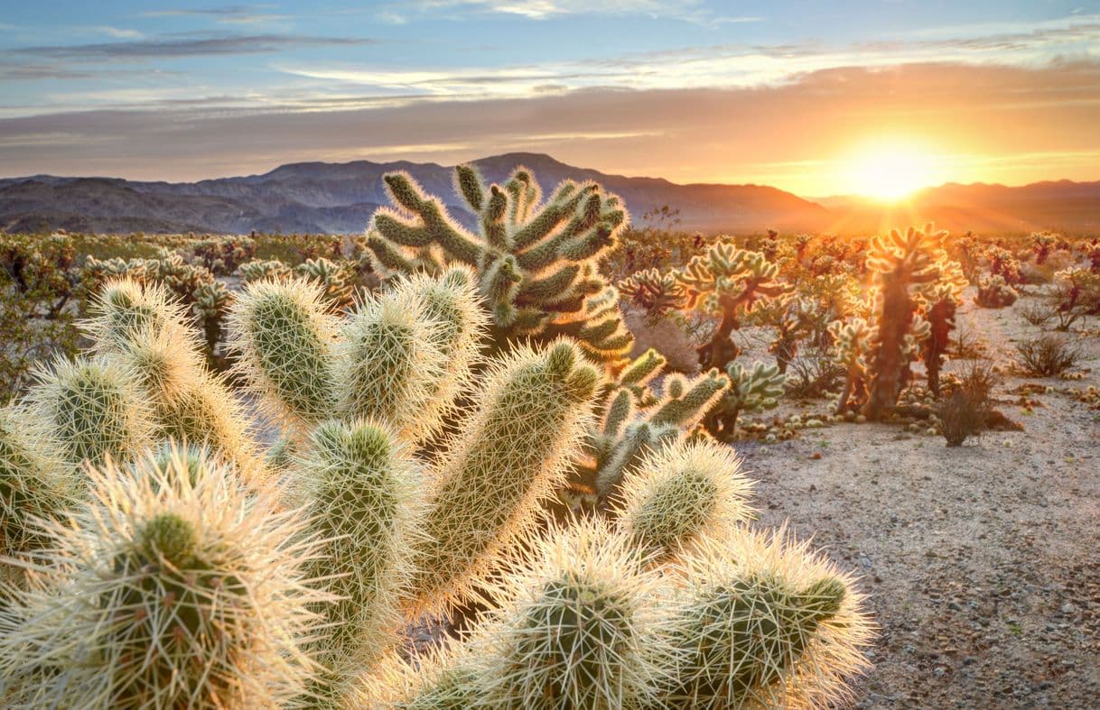 Place Joshua Tree National Park